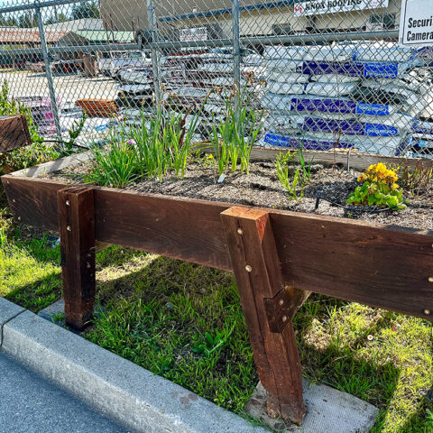 Garden Box Filled with Growing Plants