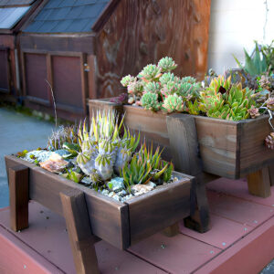 Garden Boxes with Succulents